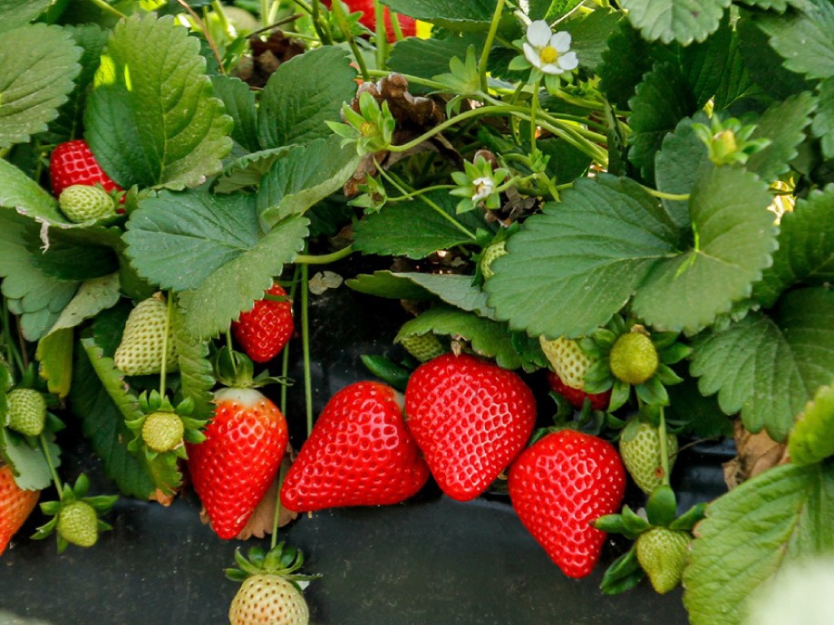 cultivape-Horticultura-2_3_11zon