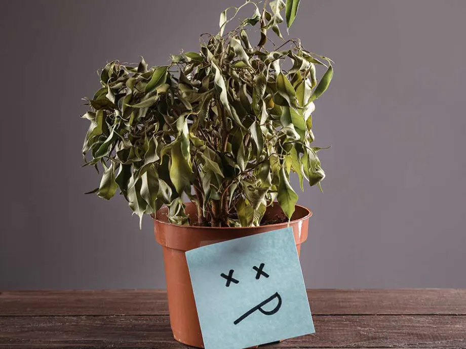 cultivape-jardinería-nv-2